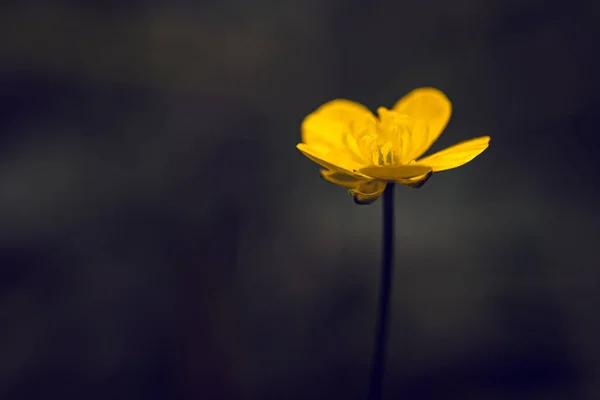Buttercup Κίτρινο Λουλούδι Στη Νύχτα — Φωτογραφία Αρχείου