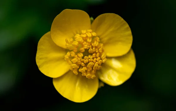 Buttercup Žlutý Květ Zblízka — Stock fotografie