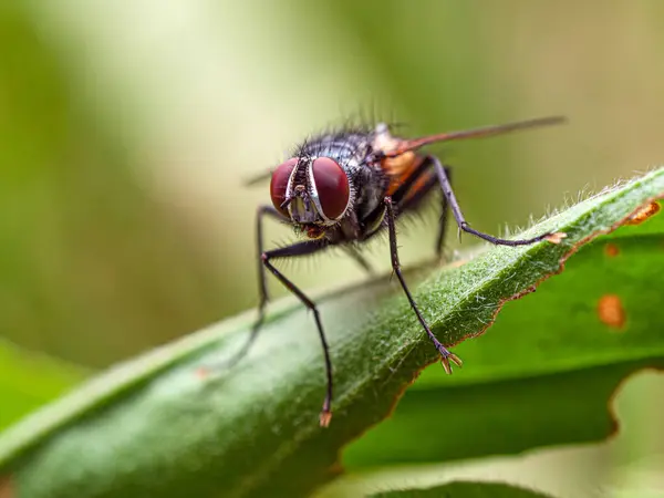 stock image Fly Insect on a Leaf