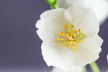 Yasemin Çiçeği Yaklaş