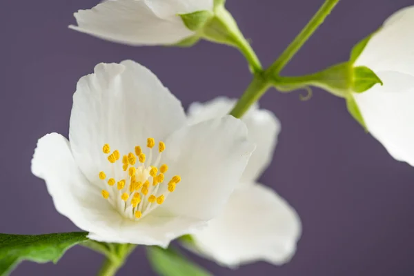 Jasmine Flower Close — Stock Photo, Image