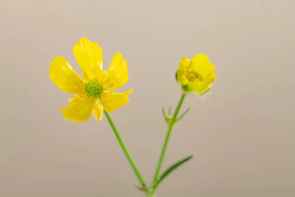 Flores Amarillas Silvestres Sobre Fondo Beige — Foto de Stock