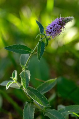 Vahşi Nane Çiçeği Mentha Arvensis