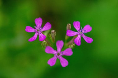 Tatlı William Catchfly Çiçekleri