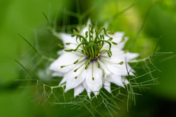 Branca Nigella Damascena Flor — Fotografia de Stock