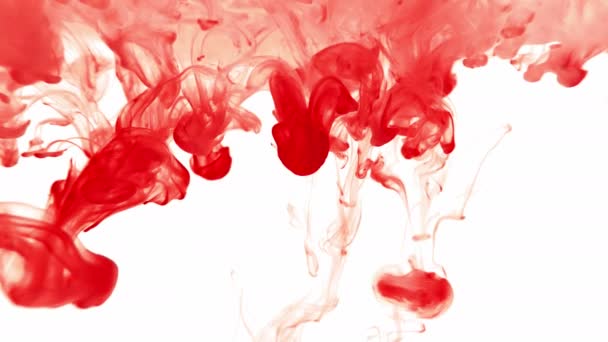 Liquide Sanguin Abstrait Rouge Sur Fond Blanc — Video