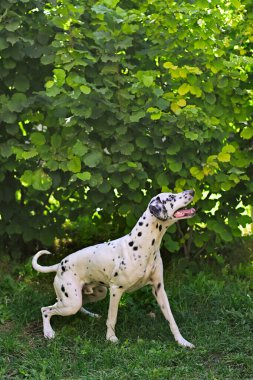 Dalmaçyalı Köpek Yeşil Çimende