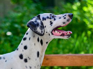 Dalmaçyalı Köpek Portresi Yaklaş
