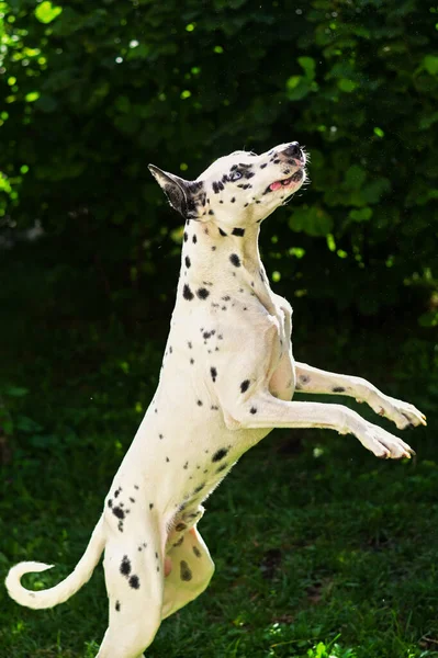 Dalmatian Dog Jumping Garden — Stock Photo, Image