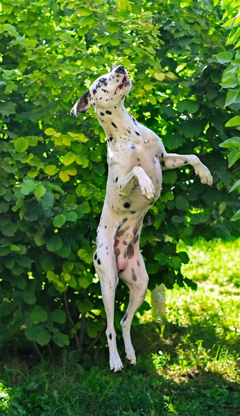Dalmatiner Hund Springt Auf Grünem Naturhintergrund — Stockfoto