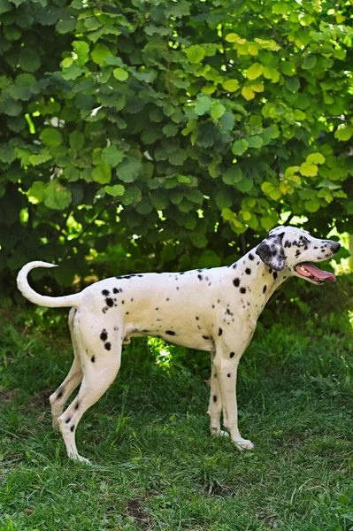 Далматинський Собака Зеленій Траві — стокове фото