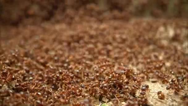Ant Colony Macro Video — Video Stock