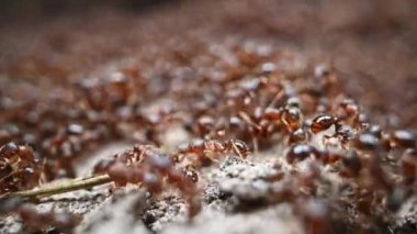 Karınca Kolonisi Macro Videosu