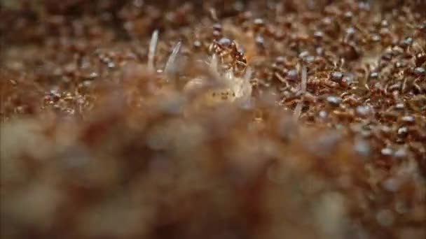 Μυρμήγκια Τρώνε Αράχνη — Αρχείο Βίντεο