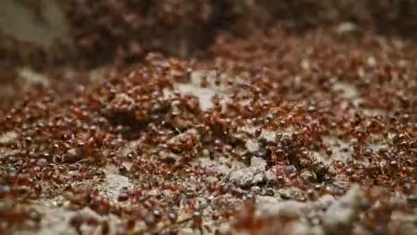 Mravenčí Kolonie Makro Video — Stock video