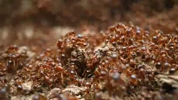 Colonia Hormigas Macro Video — Vídeos de Stock