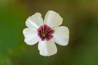 Flax Parlak Gözler Linum Grandiflorum