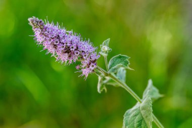 Vahşi Nane Çiçeği Mentha Arvensis