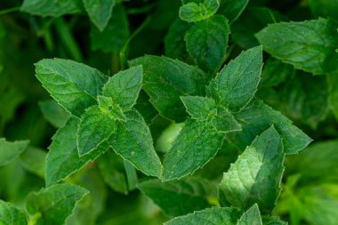 Vahşi Nane Mentha Arvensis. Kapatın.