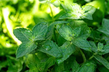 Vahşi Nane Mentha Arvensis. Kapatın.