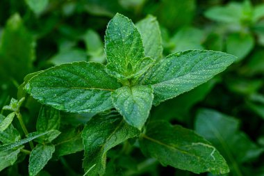 Vahşi Nane Mentha Arvensis. Kapatın.