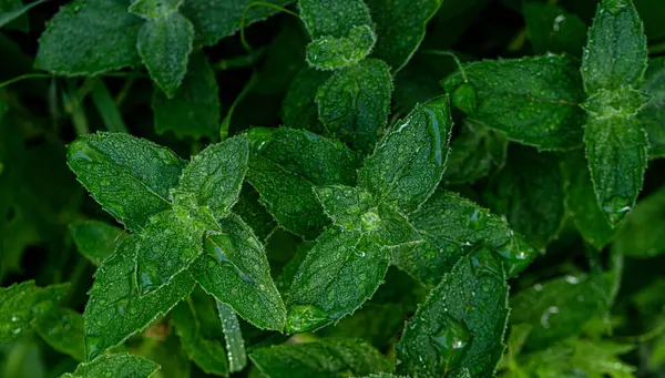 Vahşi Nane Mentha Arvensis. Kapatın.