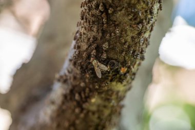 Ağacın dalında yaprak bitleri