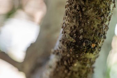 Ağacın dalında yaprak bitleri