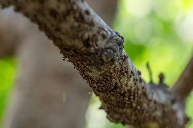 Ağacın dalında yaprak bitleri