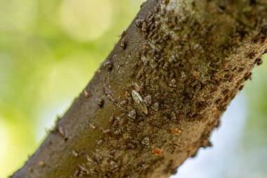 Ağacın dalında yaprak bitleri