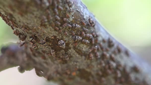 树干上的蚜虫 — 图库视频影像