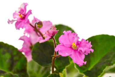 Beyaz Arkaplanda Pembe Viola Çiçeği