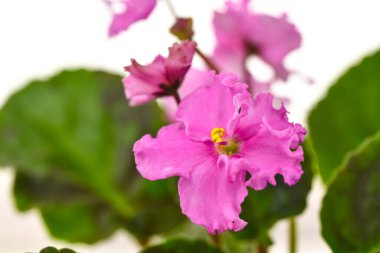 Beyaz Arkaplanda Pembe Viola Çiçeği