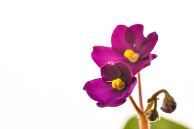 Mor Viola Çiçekleri Kapatın