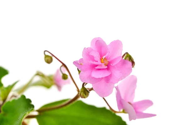 Ροζ Λουλούδι Viola Λευκό Φόντο — Φωτογραφία Αρχείου