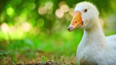 Beyaz kaz çimlerin üzerinde