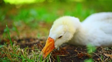 Beyaz kaz çimlerin üzerinde