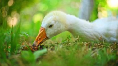 Beyaz kaz çimlerin üzerinde
