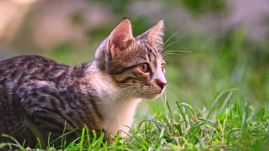 Yeşil çimenlikteki kedi
