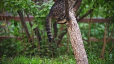 Yeşil çimenlikteki kedi