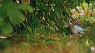 Yeşil çimenlikteki kedi