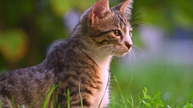 Genç bir kedinin portresi