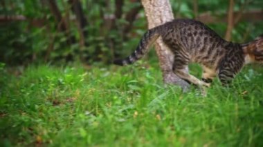 Yeşil çimenlikteki kedi
