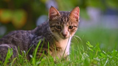 Yeşil çimlerde tatlı bir tekir kedi.