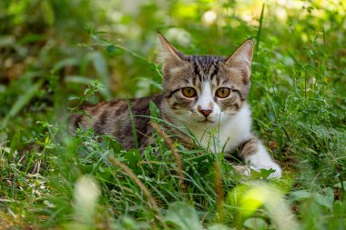 Yeşil çimlerin üzerinde yatan sevimli evcil kedi portresi