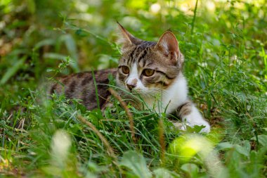Yeşil çimenlerde yatan sevimli küçük kedi yavrusu.