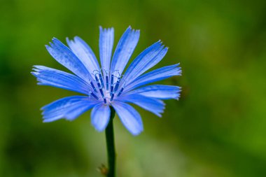 Hindiba mavisi çiçekleri yakın.