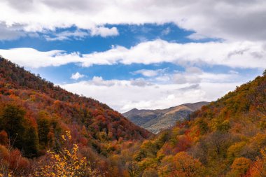 Dağlarda ağaçlarla dolu renkli sonbahar manzarası