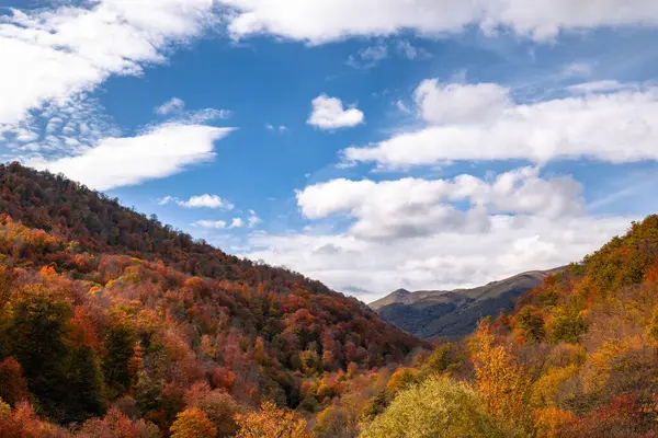 Outono Floresta Montanha Com Árvores Coloridas Céu Nublado Azul Paisagem Fotos De Bancos De Imagens