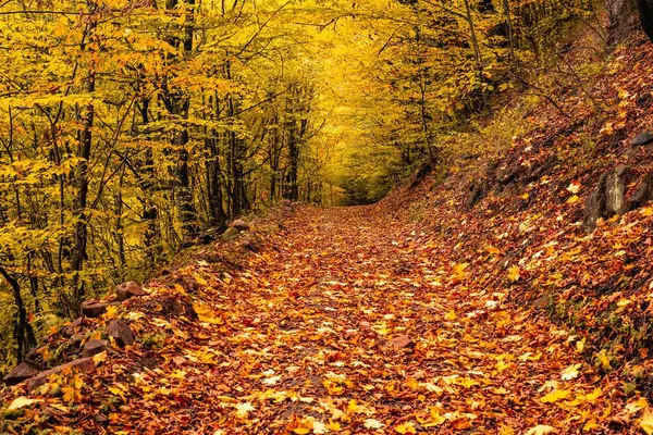 Floresta Outono Com Folhas Amarelas Imagem De Stock